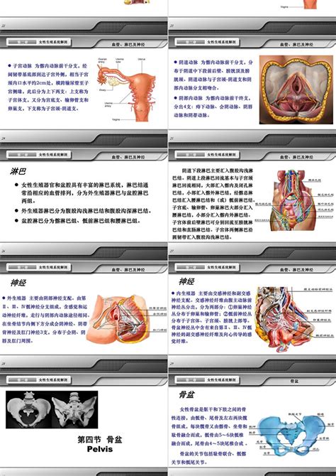 女性人体|女性生殖系统和骨盆的解剖学：带注释的插图和定义 